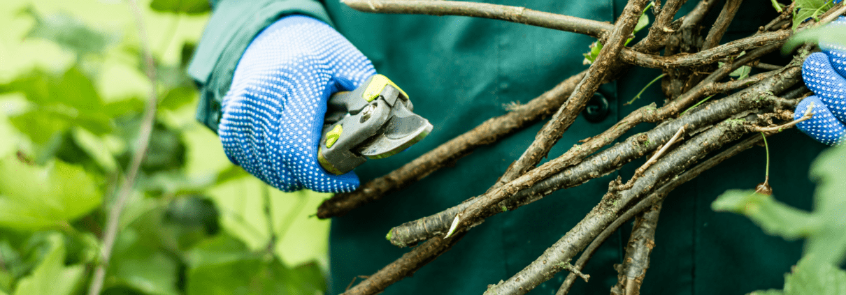10 Reasons Why You Should Prune Trees and Shrubs