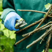 10 Reasons Why You Should Prune Trees and Shrubs