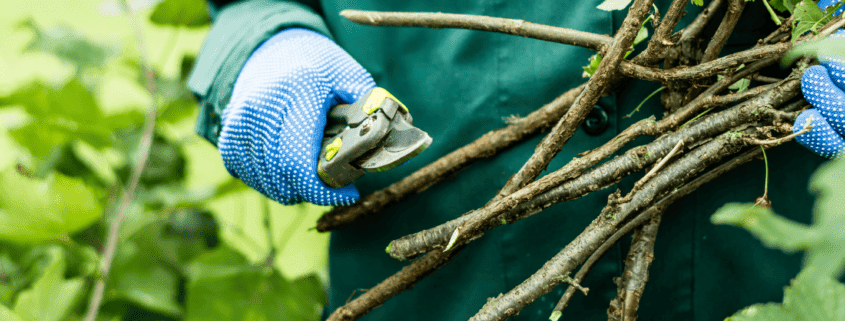 10 Reasons Why You Should Prune Trees and Shrubs