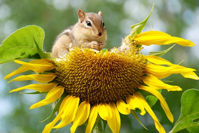 Chipmunk sitting on a sunflower head eating seeds. Seed Saving