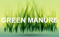 Generic graphic for Green Manure Mix.