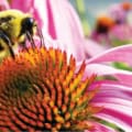 Bee pollinating purple coneflower in a garden setting.