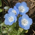 Blue Baby Blue-Eyes flowers blooming in a garden setting, showcasing their delicate petals and vibra.