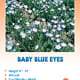 Baby Blue Eyes Wildflower Seeds