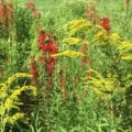 cardinal flower and goldenrod