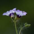 Gilia tricolor flower with vibrant purple, white, and pink petals.