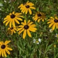 Bright yellow petals with dark brown centers, attracting pollinators.
