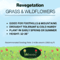 Revegetation grass and wildflowers