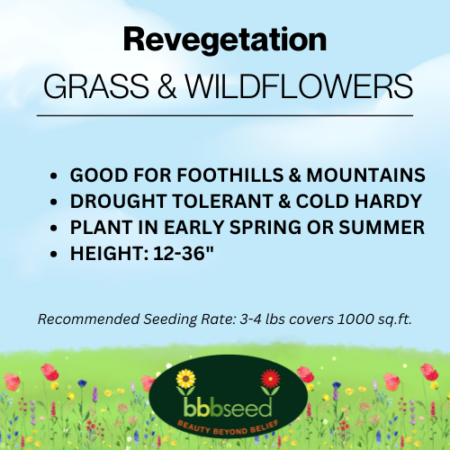 Revegetation grass and wildflowers