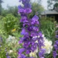 Rocky Mt. Penstemon