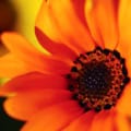 Vibrant orange African daisy (Dimorphotheca aurantiaca) with bright petals and dark center.