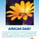 African Daisy Wildflower Seeds