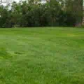 Lush Kentucky Blue Grass lawn with dense green turf and trees in the background.