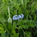 Forget-Me-Not blue flowers in lush green garden setting.