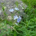 Bright blue Forget-Me-Not flowers (Myosotis sylvatica) in bloom in a garden setting.