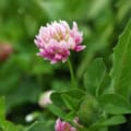 Alsike clover flower close-up, vibrant pink blooms with green foliage, ideal for forage and soil imp.
