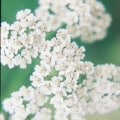 Sweet Alyssum flowers for garden and container planting.