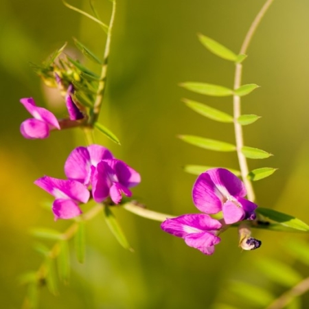 Purple blossoms on the American Vetch.
