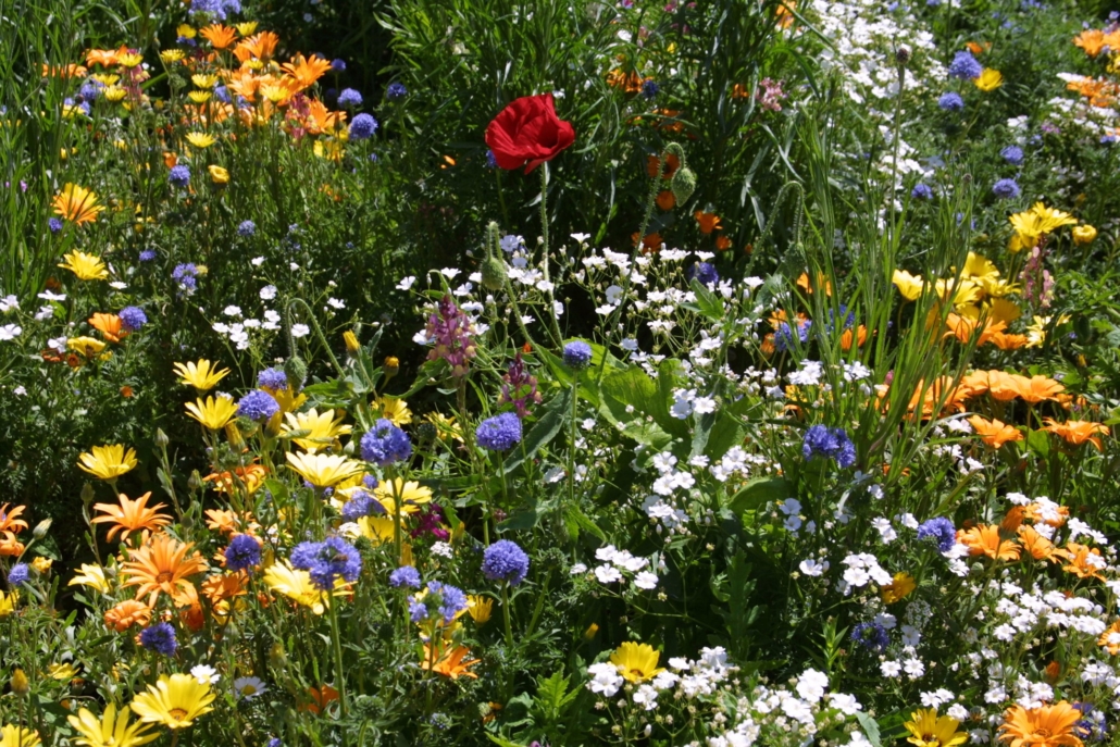 Photo of the All Annuals Wildflower Mix in bloom.