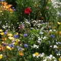 Photo of the All Annuals Wildflower Mix in bloom.