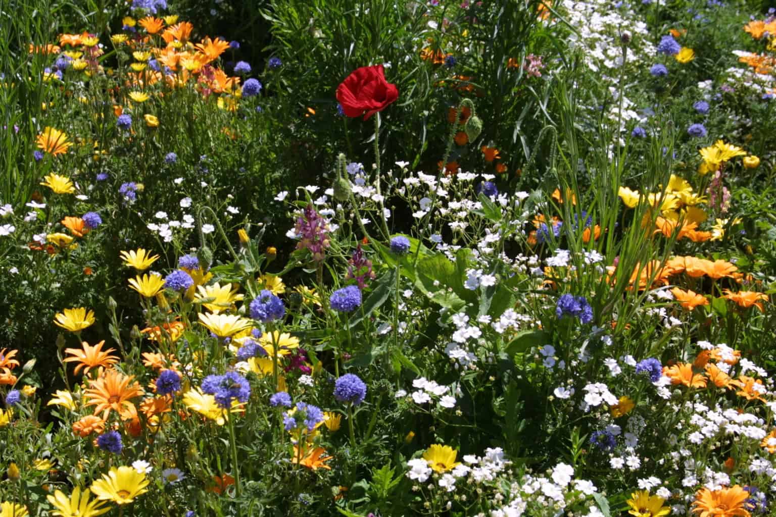 All Annuals Wildflower Mix Wildflower Seeds