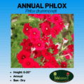 Annual phlox