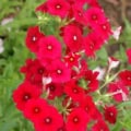 Vivid red Phlox drummondii flowers blooming in a garden setting.