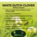 Close-up of White Dutch Clover plant with bee on flower in a green field.