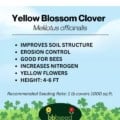 Yellow blossom clover plant with yellow flowers, ideal for soil improvement and bee health.
