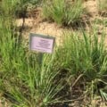 Big Bluestem grass seed growing in a natural landscape.