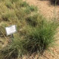 Photo of Blue Grama, Hachita grass.
