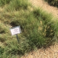 Photo of Blue Grama, Lovington grass.