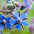 Vivid blue Lobelia cardinalis flower with fuzzy buds and green background.