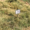 Photo of Bufflograss, Bowie variety.
