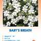 Baby's Breath Annual