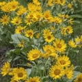Bright yellow Balsamroot Arrowleaf flowers in a natural setting.