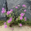 Beebalm Mountain (Monarda fistulosa) with vibrant pink flowers growing against a rocky background.