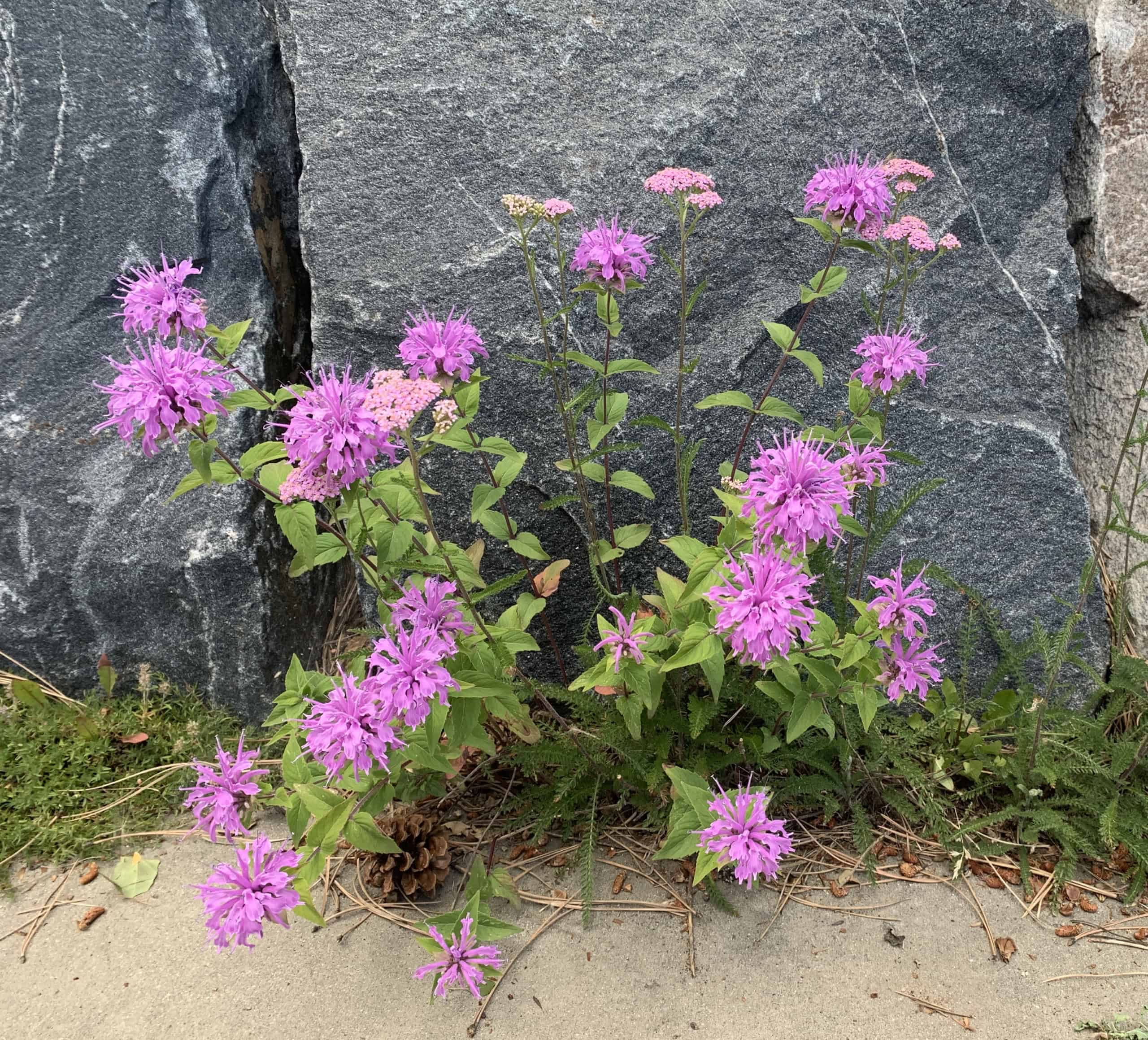 Beebalm, Mountain – Monarda fistulosa | BBB Seed