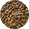 Close-up photo of Beebalm seeds.