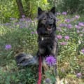 Dog sitting among purple Beebalm flowers in a forested mountain area.