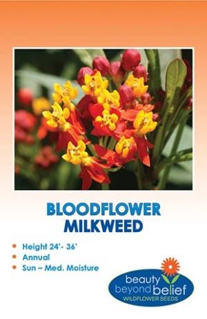 Bloodflower Milkweed
