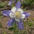 A single bloom of Blue Columbine.