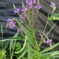 Vervain, Blue - Verbena hastata with vibrant flowers.