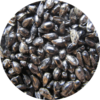 Close-up photo of Blue Columbine seeds.