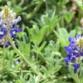 Bluebonnet flower in Texas, Lupinus texensis, vibrant blue bloom.