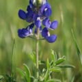 Bluebonnet flower in Texas, Lupinus texensis, vibrant blue color.