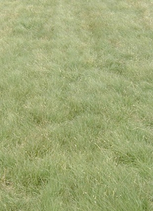 Buffalograss Grass Seed