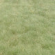 Buffalograss Grass Seed