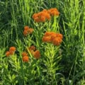 Butterfly milkweed with vibrant orange flowers among green foliage.