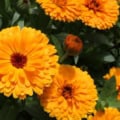 Calendula officinalis ‘Pacific Beauty Mix’ with vibrant orange blooms.
